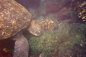 galapagos meeresschildkröte